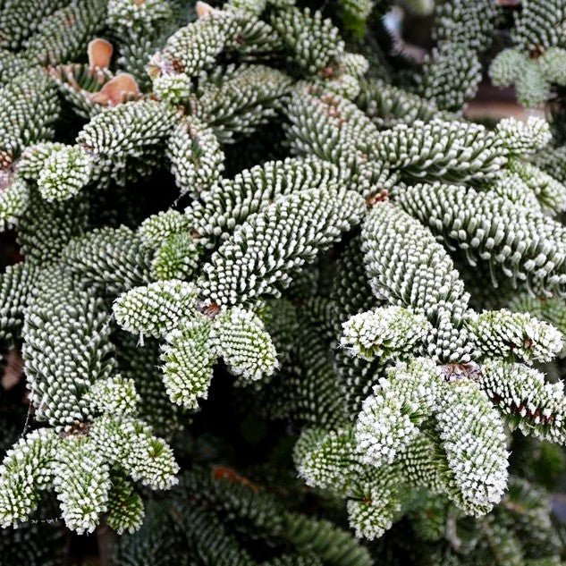 Edel-Tanne 'Glauca' (Abies procera)