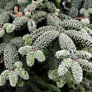 Edel-Tanne 'Glauca' (Abies procera)