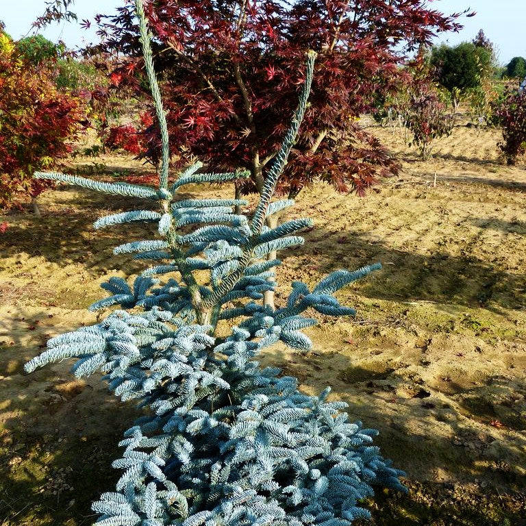 Edel-Tanne 'Glauca' (Abies procera)