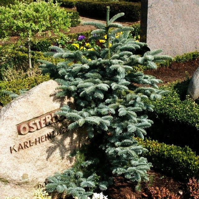 Edel-Tanne 'Glauca' (Abies procera)