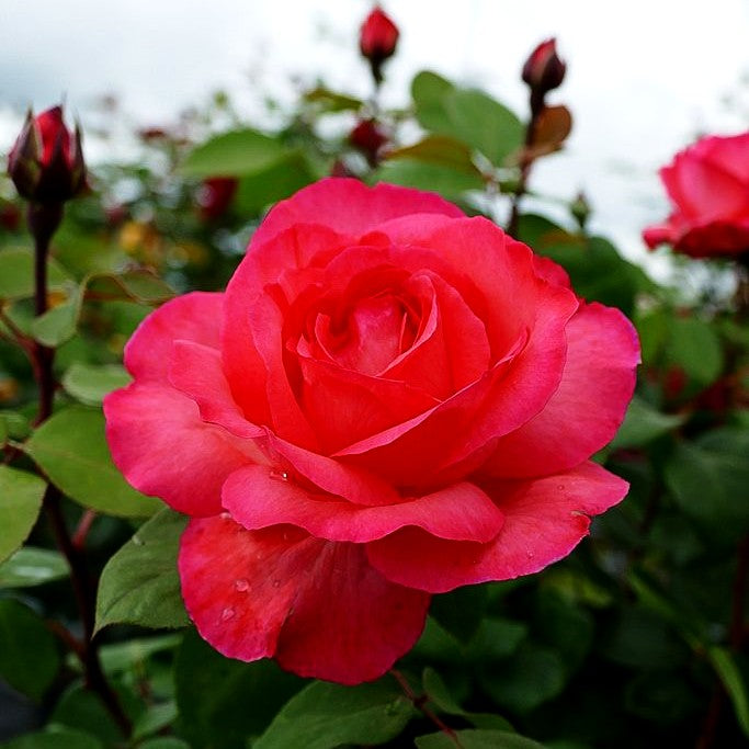 Edelrose 'Aachener Dom' (Rosa TH III)