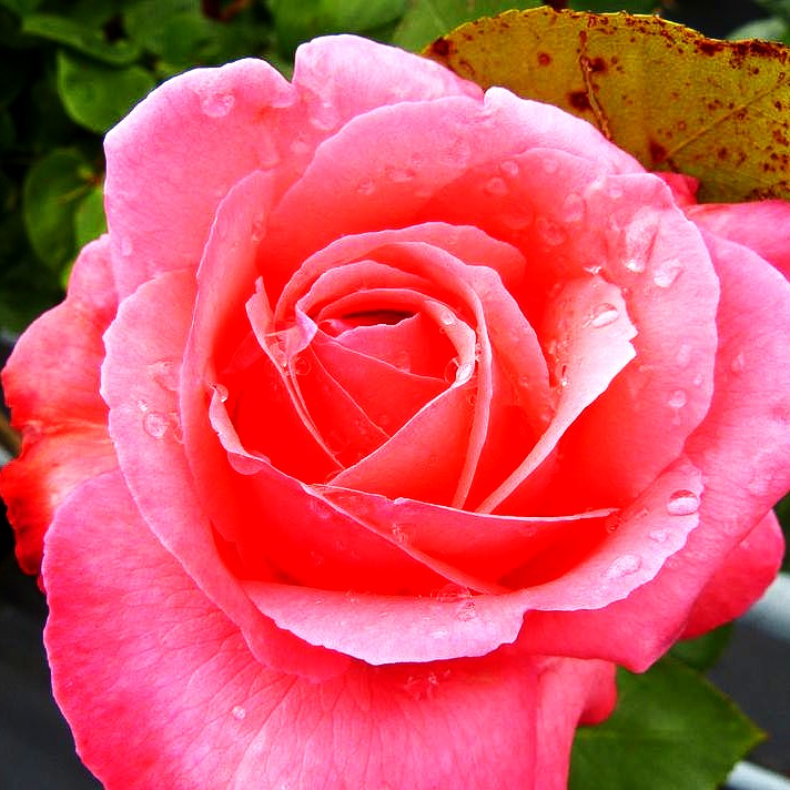 Edelrose 'Aachener Dom' (Rosa TH III)