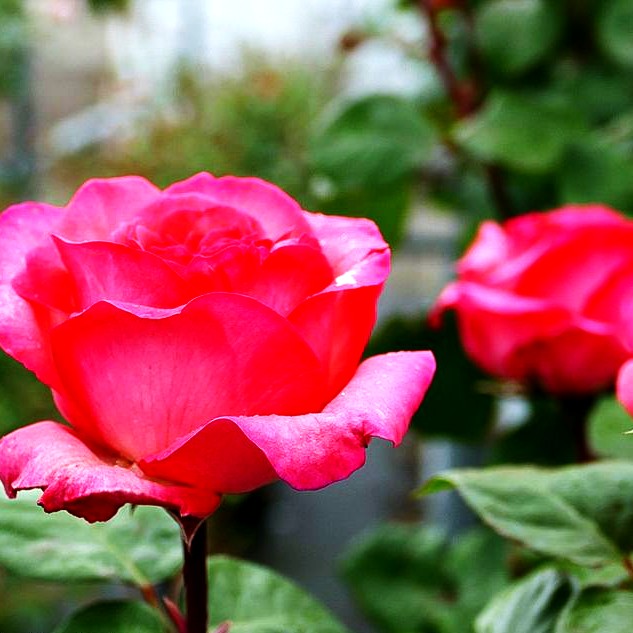 Edelrose 'Aachener Dom' (Rosa TH III)