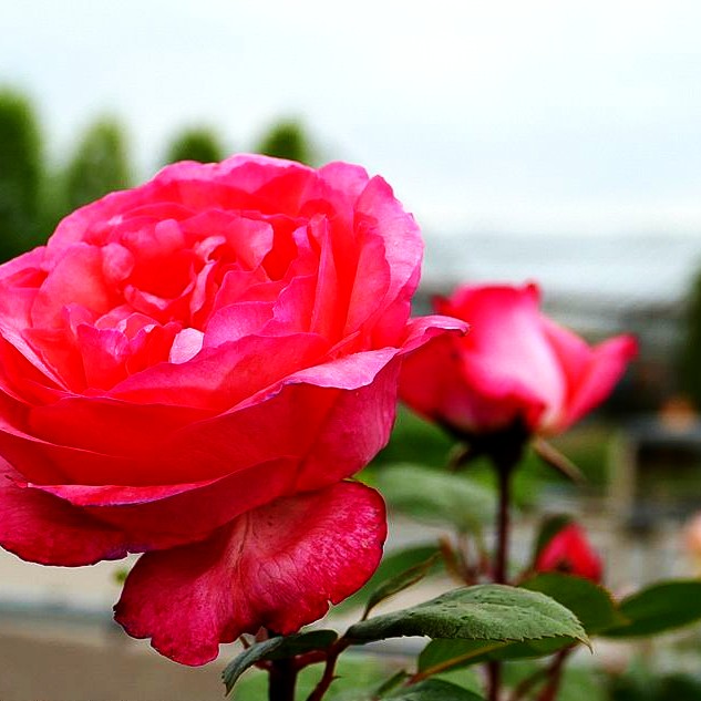 Edelrose 'Aachener Dom' (Rosa TH III)