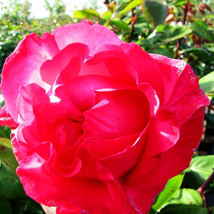 Edelrose 'Aachener Dom' (Rosa TH III)