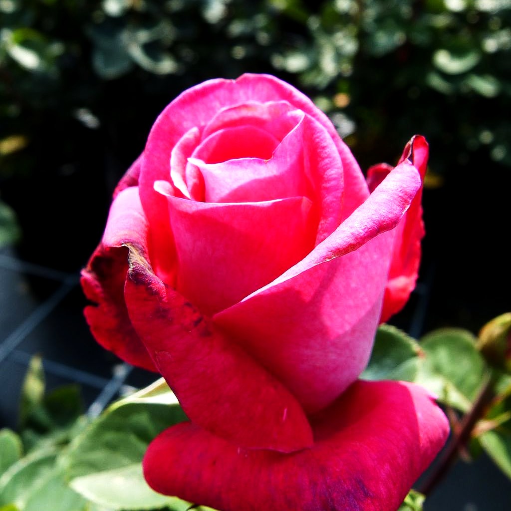 Edelrose 'Acapella' (Rosa TH IV)