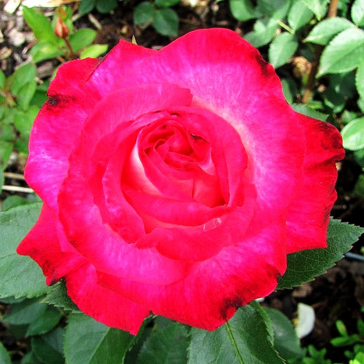 Edelrose 'Acapella' (Rosa TH IV)