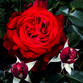 Edelrose 'Admiral' -R- (Rosa TH VI)