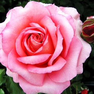 Edelrose 'Albrecht Dürer Rose' (Rosa TH V)