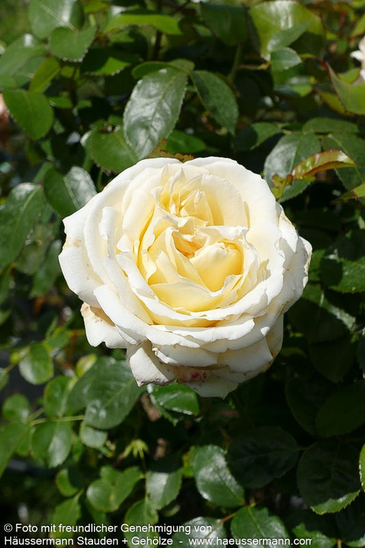 Edelrose 'Ambiente'  -R- 'Ambiente' (Rosa  TH IV)