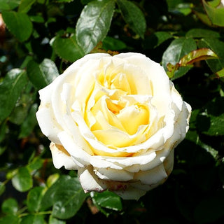 Edelrose 'Ambiente' -R- (Rosa TH IV)