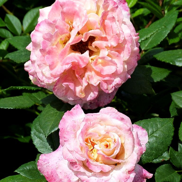Edelrose 'Aquarell' (Rosa TH VI)