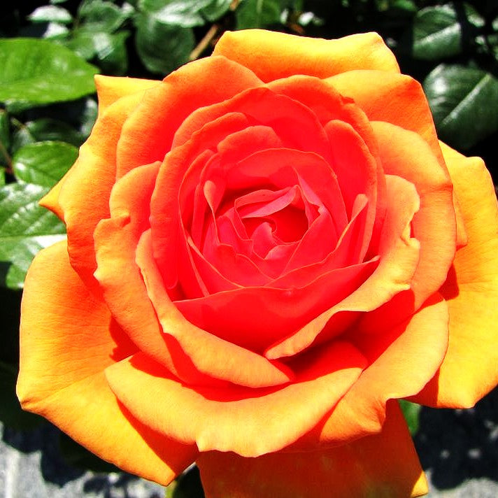 Edelrose 'Ashram' (Rosa TH III)