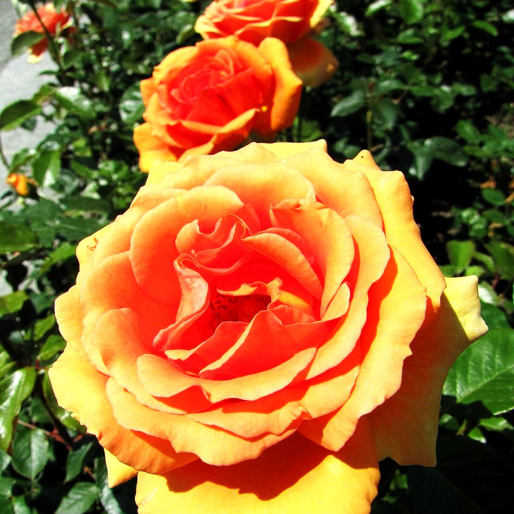 Edelrose 'Ashram' (Rosa TH III)