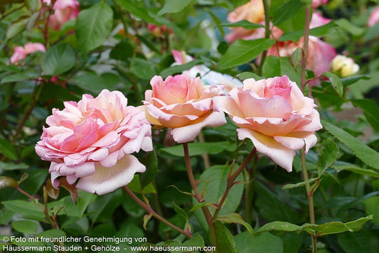 Edelrose 'Augusta Luise'  -R- 'Augusta Luise' (Rosa  TH VI)