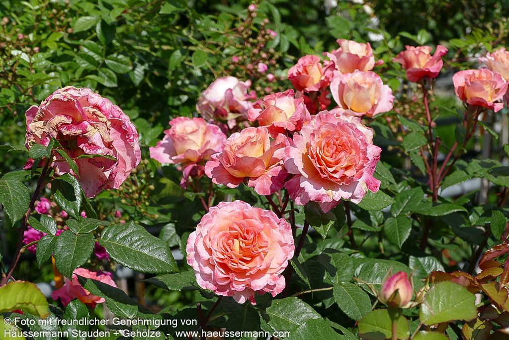 Edelrose 'Augusta Luise'  -R- 'Augusta Luise' (Rosa  TH VI)