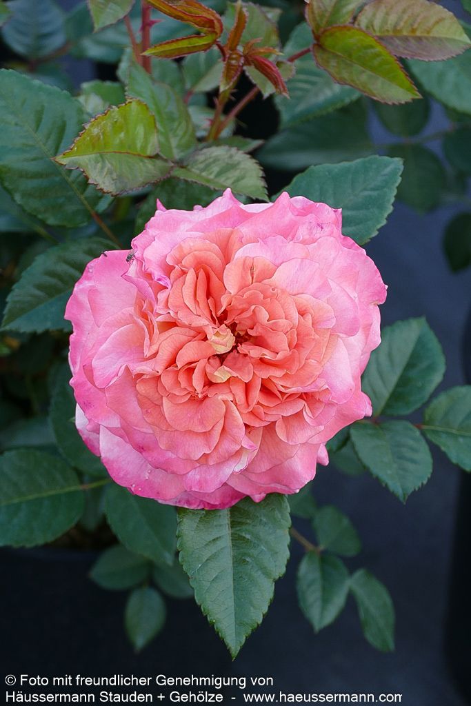 Edelrose 'Augusta Luise'  -R- 'Augusta Luise' (Rosa  TH VI)