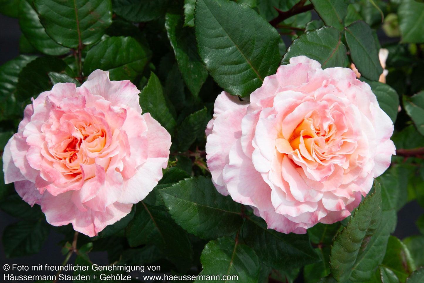 Edelrose 'Augusta Luise'  -R- 'Augusta Luise' (Rosa  TH VI)