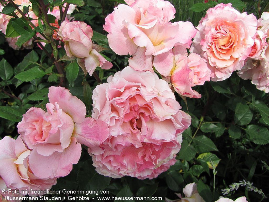 Edelrose 'Augusta Luise'  -R- 'Augusta Luise' (Rosa  TH VI)