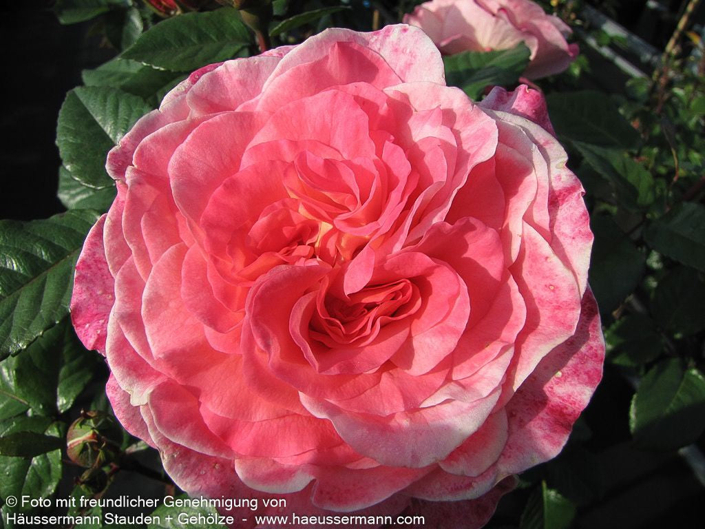 Edelrose 'Augusta Luise'  -R- 'Augusta Luise' (Rosa  TH VI)