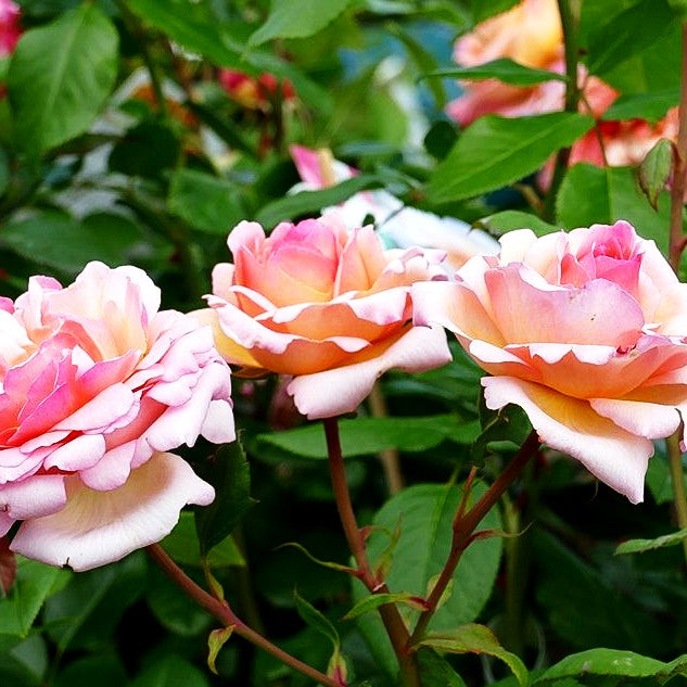 Edelrose 'Augusta Luise' -R- (Rosa TH VI)