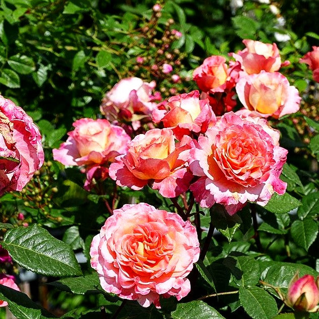 Edelrose 'Augusta Luise' -R- (Rosa TH VI)