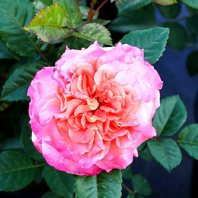 Edelrose 'Augusta Luise' -R- (Rosa TH VI)