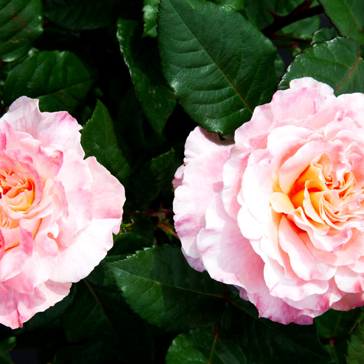 Edelrose 'Augusta Luise' -R- (Rosa TH VI)