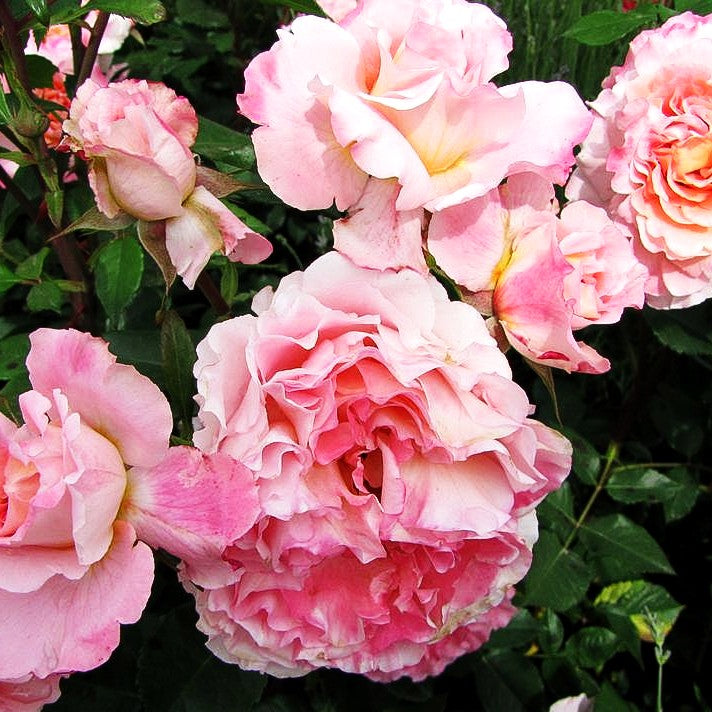 Edelrose 'Augusta Luise' -R- (Rosa TH VI)