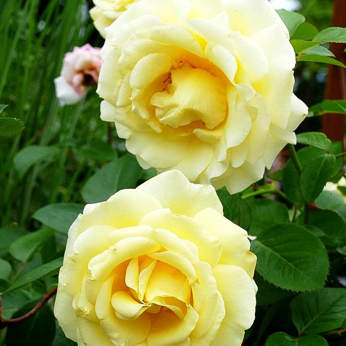 Edelrose 'Avec Amour' -R- (Rosa TH IV)