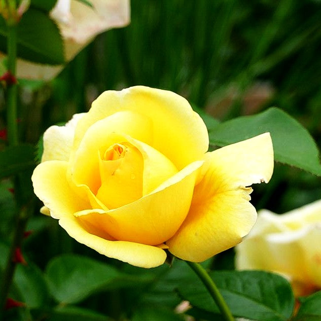 Edelrose 'Avec Amour' -R- (Rosa TH IV)