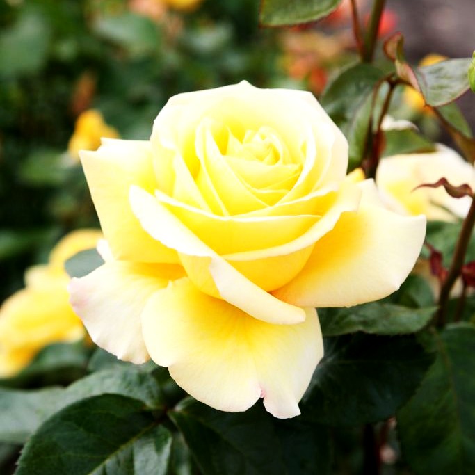 Edelrose 'Avec Amour' -R- (Rosa TH IV)
