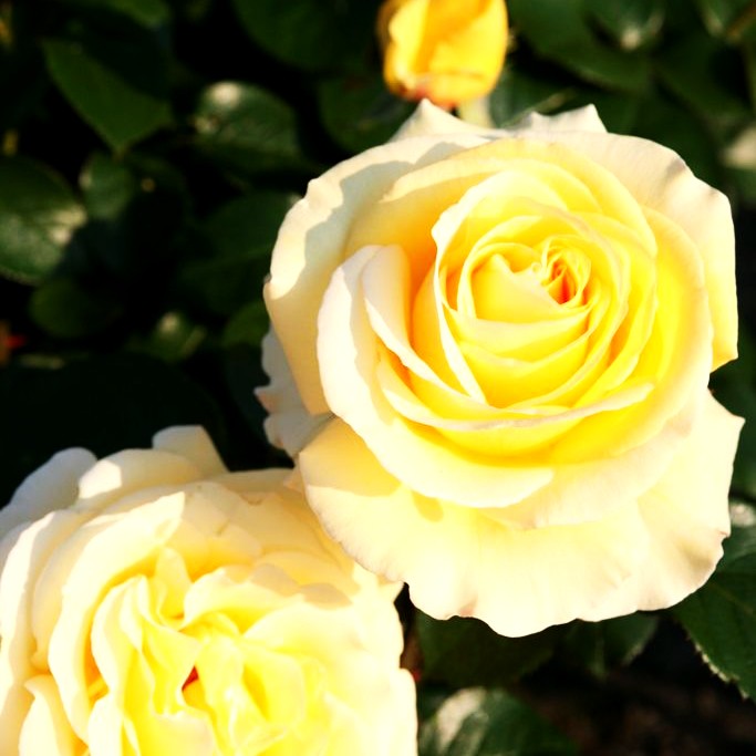 Edelrose 'Avec Amour' -R- (Rosa TH IV)
