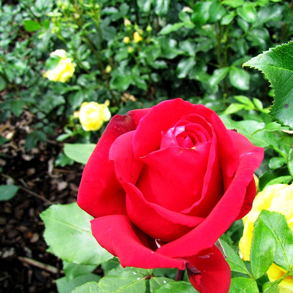 Edelrose 'Barkarole' (Rosa TH V)