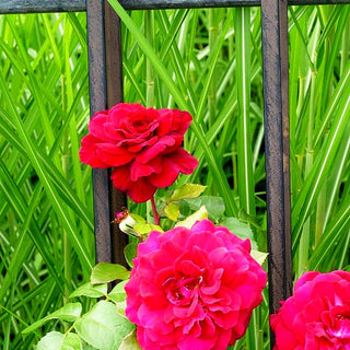 Edelrose 'Bellevue' (Rosa TH IV)