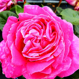 Edelrose 'Bernadette Lafont' (Rosa TH V)