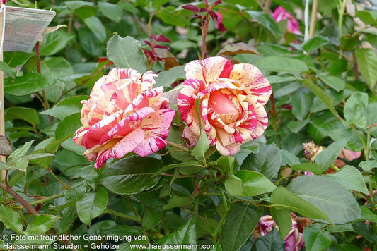 Edelrose 'Broceliande'  -R- 'Broceliande' (Rosa  TH V)