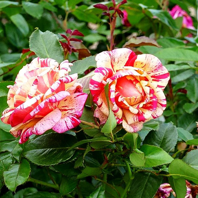 Edelrose 'Broceliande' -R- (Rosa TH V)