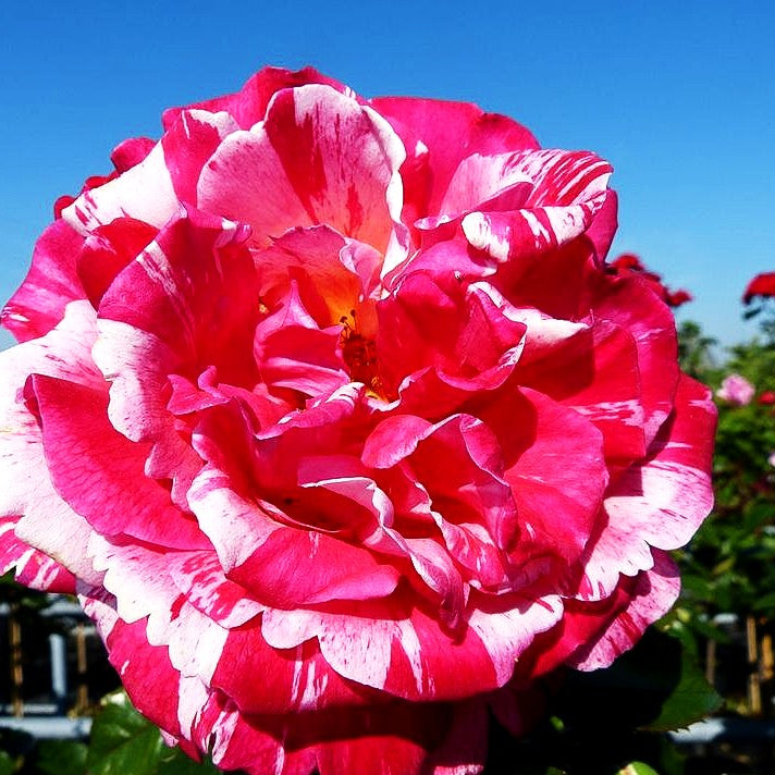 Edelrose 'Broceliande' -R- (Rosa TH V)