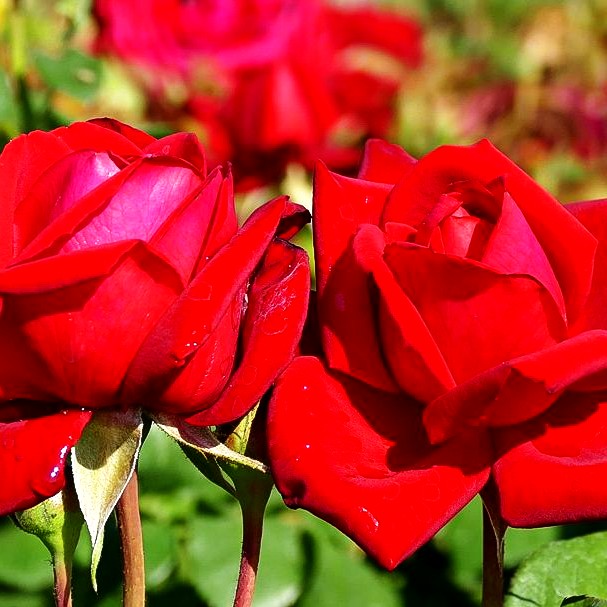 Edelrose 'Burgund 81' (Rosa TH III)