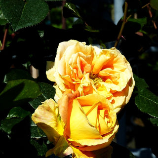 Edelrose 'Candlelight' (Rosa TH VI)
