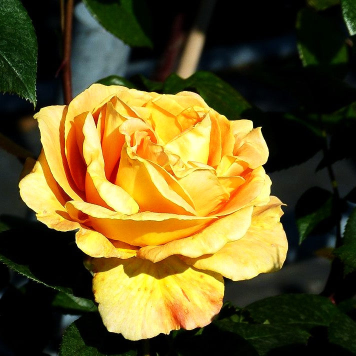 Edelrose 'Candlelight' (Rosa TH VI)