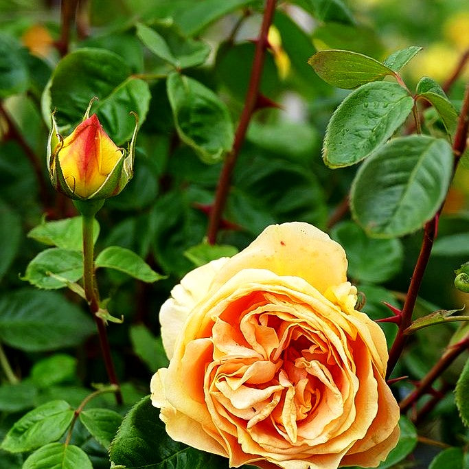 Edelrose 'Candlelight' (Rosa TH VI)