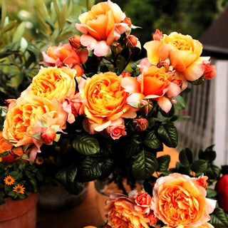 Edelrose 'Capri' -R- (Rosa TH VI)