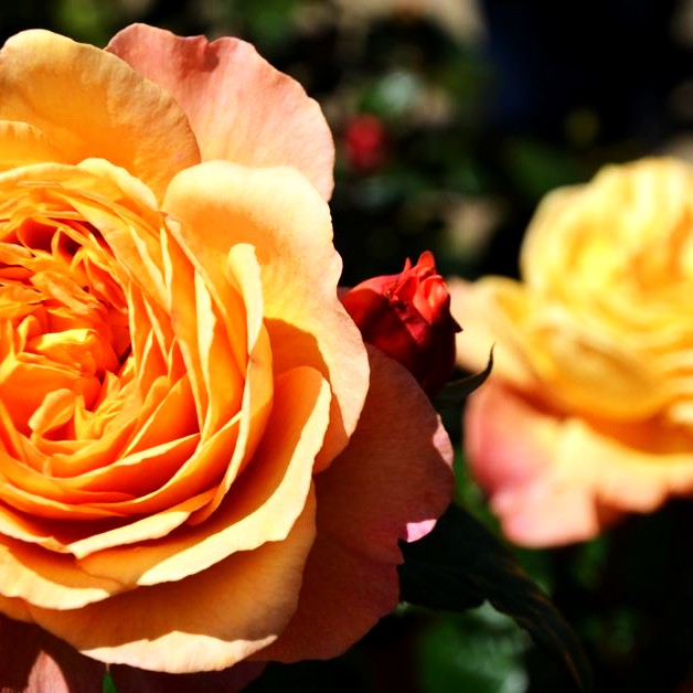 Edelrose 'Capri' -R- (Rosa TH VI)