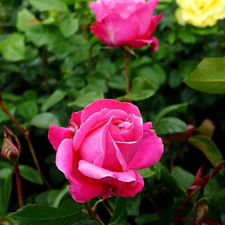 Edelrose 'Carina' (Rosa TH II)