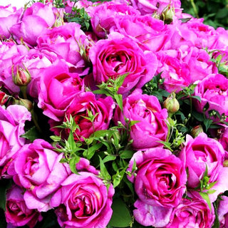 Edelrose 'Carmen Würth' -R- (Rosa TH VI)