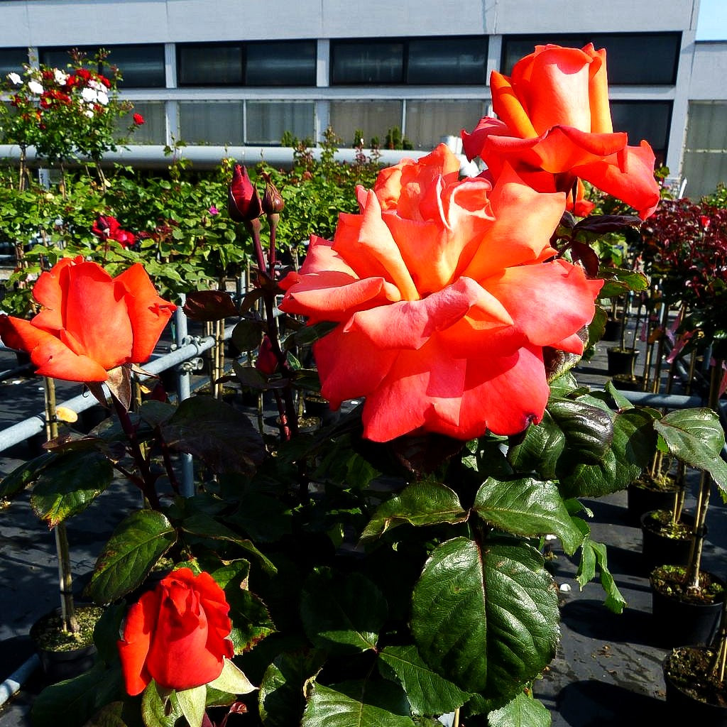Edelrose 'Christoph Columbus' (Rosa TH IV)