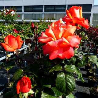 Edelrose 'Christoph Columbus' (Rosa TH IV)