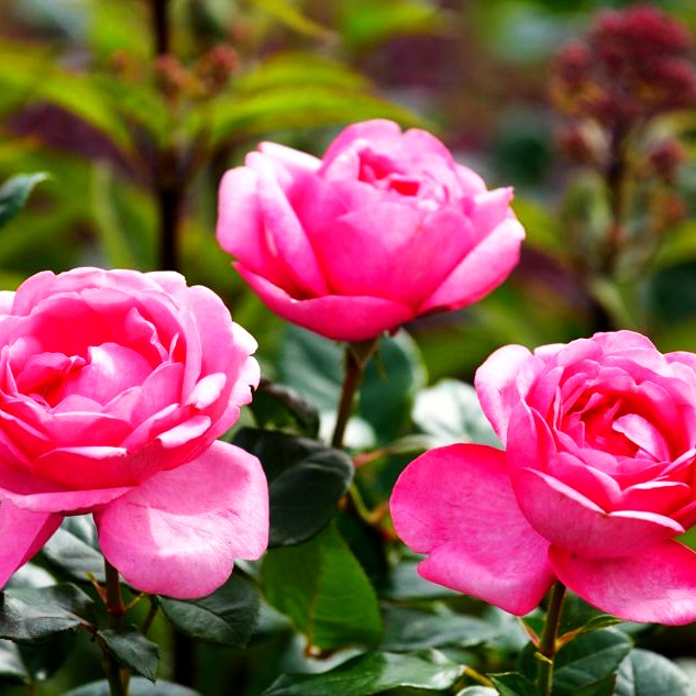 Edelrose 'Desiree' -R- (Rosa TH III)